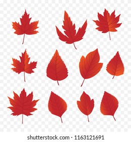 set of maple leafs background template design with maple leafs vector eps 10