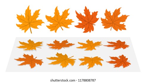 Set of maple leaves. 4 different cloud and heir options fallen to the ground.