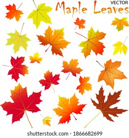 Set of maple leaves in autumn, hand drawn vector illustration.