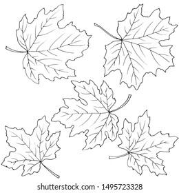 set of maple leaves in black and white, isolate on a white background