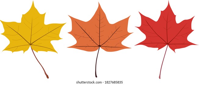 Set of maple leaves of different autumn colors