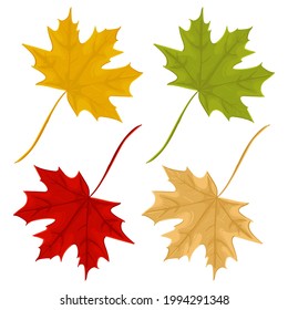 Set of maple leaves of different colors. Hand drawn vector illustration of autumn and summer leaf