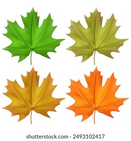 Ein Satz Ahornblätter in verschiedenen Farben. Vektorillustration