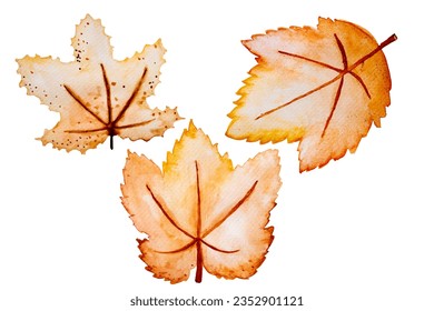 set of maple leaves element isolated on white background, leaves with watercolor texture, vector illustration, suitable for social media, promotional materials, ads, cards