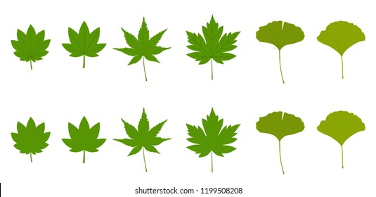 Set of maple leaves and ginkgo