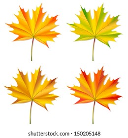 Set of maple leaves. Isolated on white. Vector illustration 