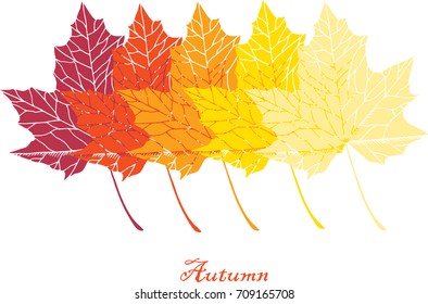  Set with maple leaves. Isolated maple leaves on white background. Red, orange, yellow leaves. Vector colorful illustration.