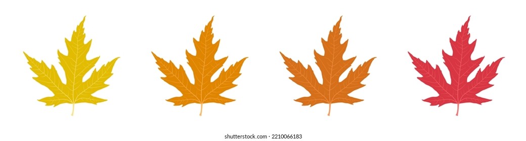 Set of maple leaves. Vector yellowed maple leaves. Clipart isolated on white background.