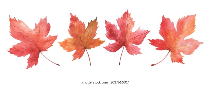 Set of maple leaves watercolor hand-painted isolated on white background. illustration perfect for design decorative in the autumn festival. greeting cards, invitations, posters.