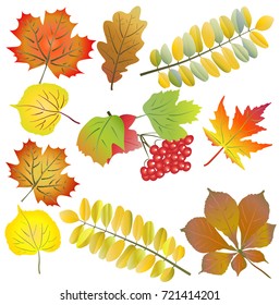 Set of maple, oak, acacia, chestnut, linden autumn leaves and guelder-rose cluster. Vector illustration