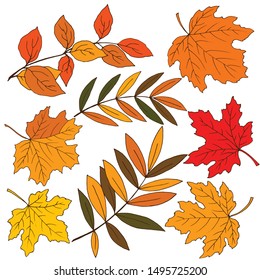 set of maple and other leaves in autumn colors, isolate on a white background