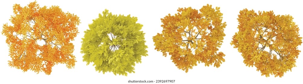 set of Maple,Silver wattle,Autumn tress rendered from the top view, 3D illustration, for digital composition, illustration, 2D plans, architecture visualization