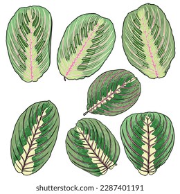 Set of Maranta leuconeura leaf or Prayer plant leaves, Indoor ornamental decoration. Exotics botanical domesticated lush for home collection. Vector.
