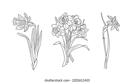 1,810 March birth flower Images, Stock Photos & Vectors | Shutterstock