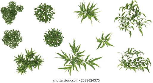 set of Marchantia,Neolepisorus flower plants on transparent background from the top view