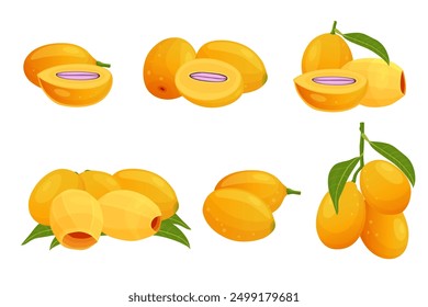 set of Marian plum fruits isolated on white background. Vector eps 10. perfect for wallpaper or design elements