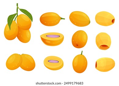 set of Marian plum fruits isolated on white background. Vector eps 10. perfect for wallpaper or design elements