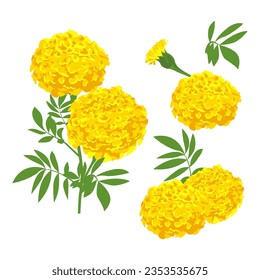 Set of marigold flower isolated on white background. vector illustration.
