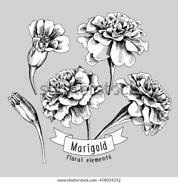 Set of a Marigold flowers elements. 