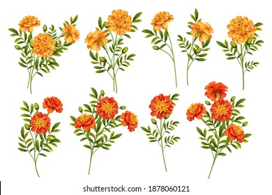 Set of Marigold flowers isolated on white background