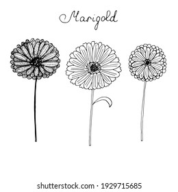 Flores de caléndula, ilustración vectorial, dibujo a mano, esbozo