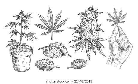 Pon Marihuana. Buds, hojas de mano, planta en olla. Ilustración vectorial vintage negra aislada en blanco