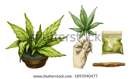 Set Marijuana. Cigarettes, hand hold leaf, plastic bag, plant cannabis in ceramic pot. Vintage color vector engraving illustration. Isolated on white