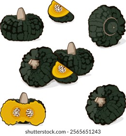 Set of Marina di Chiogga Squash or Chioggia Sea pumpkin. Winter squash. Cucurbita maxima. Vegetables. Clip art. Isolated vector illustration.