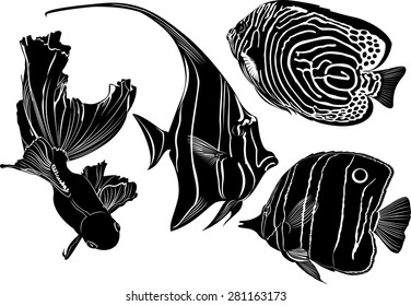 set of marine fish isolated on white background