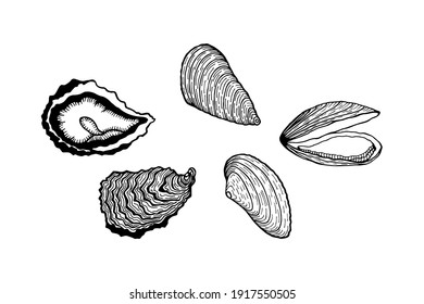 Set of marine livestock. Oysters and mussels. vector, Isolate on white background, outline, hand drawing. 