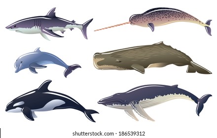 Set Of Marine Mammals