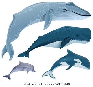 Set Marine Mammals. Blue Whale, Sperm Whale, Dolphin, Orca. Isolated On White Vector Illustration