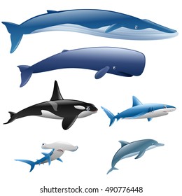 Set marine mammals. Blue whale, sperm whale, dolphin, orca