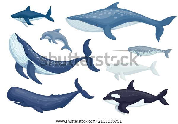 Set of marine mammals blue whales, sharks,\
sperm whales, dolphins, beluga whales, narwhal killer whales.\
Cartoon vector graphics.
