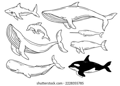 Set of marine mammals, linear sketch of animals.Vector graphics.