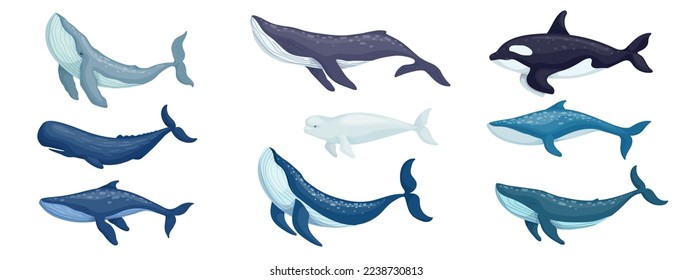 Set of marine mammals.Cartoon vector graphics.