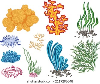 Set of marine plants, hand drawn algae