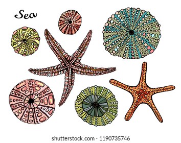 Set of marine theme. Sea shells. Different seashells,starfish on white background . Illustration Sketch style