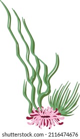 Set of marine vector plants, hand drawn algae