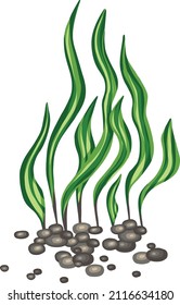 Set of marine vector plants, hand drawn algae