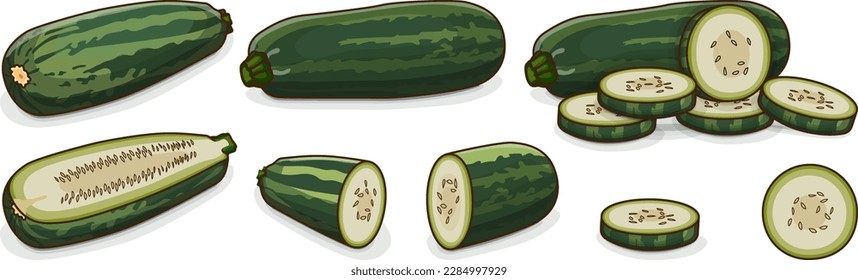 Set of Marrow Squash or vegetable marrow. Courgette or marrow. Summer squash. Cucurbita pepo. Cucurbitaceae. Fruits and vegetables. Cartoon style. Vector illustration isolated on white background.