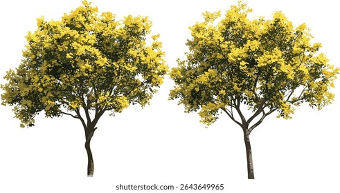 Set of mastic trees Pistacia lentiscus isolated, sunny outdoor street trees, Mediterranean shrub, evergreen landscaping, nature background, vector illustration.