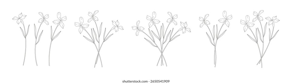Conjunto de buquês de matthiola. Cochos de flores silvestres florescentes, plantas selvagens perenes. Linhagem, estilo mínimo, contorno. Elementos botânicos desenhados à mão para projetos de design. Ilustração vetorial