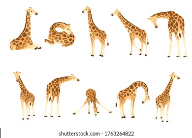 Set of mature giraffe african animal with long neck cartoon animal design flat vector illustration isolated on white background