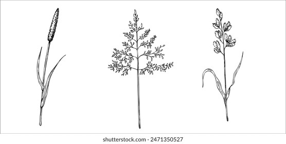 Set von Wiesen trockenen Pflanzen. Eichhörnchenschwanzgras, Hirsegras-Vektorgrafik. Handgemalte grafische Setaria viridis, Milium effusum isoliert auf Hintergrund. In: Botanical, Medicinal and Herbal Illustration. Für den