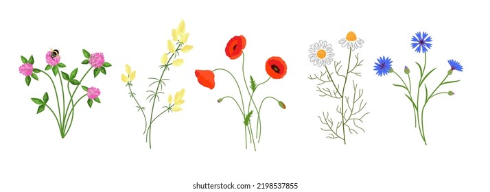 Set of meadow flowers. Vector color isolated illustration.	