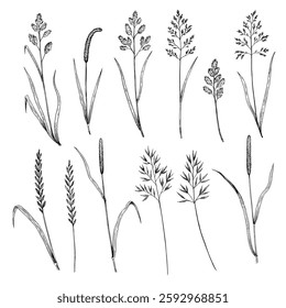 Set of meadow grass. Ink drawing of wild cereals. Vector illustration.