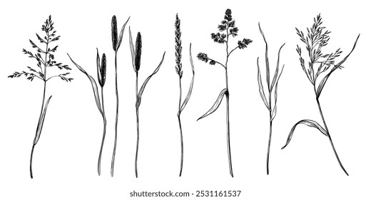 Conjunto de hierbas de prado como bluegrass, pata de gallo, hierba de huerto, timothy, ryegrass, bents. Ilustración vectorial grabada dibujada a mano en blanco y negro aislada en blanco. Boceto botánico pintado por negro