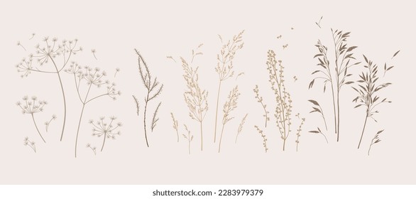 Set with meadow herbs. Botanical collection with dried plants. Earth tones. Vector illustration. Sketch style.