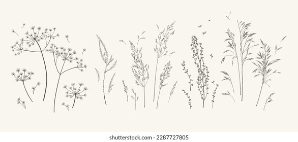 Set with meadow herbs. Botanical collection with dried plants. Black and white. Line art. Vector illustration.